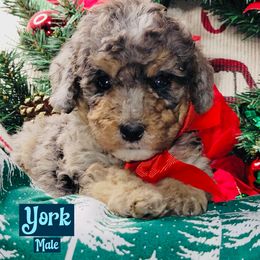 York - Blue merle male Bernedoodle puppy in Beecher, Illinois from Erica’s Doodles