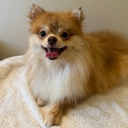 POPPY - Orange Pomeranian puppy in Avon Park, Florida from Mariska's Pomeranians
