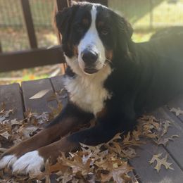 Bernedoodles from Magnolia Blossom Bernadoodles