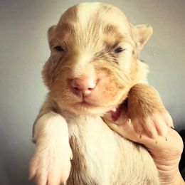 Red Merle female 2 - Red merle female Toy Australian Shepherd puppy in Brooker, Florida from Honey, I Shrunk the Aussies