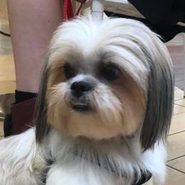 Mal-Shis, Maltese, and Shih Tzus from Big Island Shih Tzu Maltese