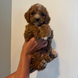 Copper - Apricot male Cavapoo puppy in Payson, Utah from Country Sky Doodles
