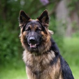 Finnegan - German Shepherd