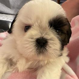 Girl 2 Duchess - Red and white female Shih Tzu puppy in Madras, Oregon from Maridee’s ShihTzu