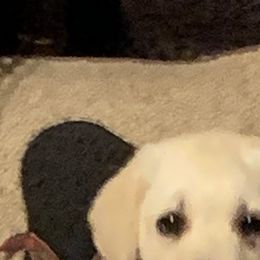 Labrador Retriever All Grown Up from BonaVenture Labradors