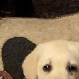 Labrador Retriever All Grown Up from BonaVenture Labradors