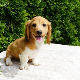 Dachshund Puppies from Royal Paws