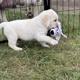 Labrador Retriever Puppies from Faithful Labs