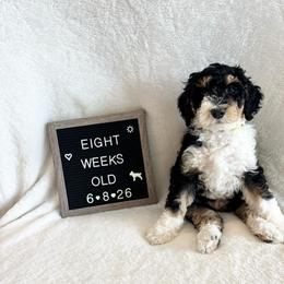 Nemo - Tri-color male Bernedoodle puppy in Sparrows Point, Maryland from Rosie’s Puppies