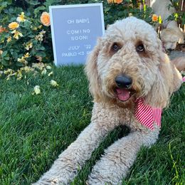 Rosy - Goldendoodle