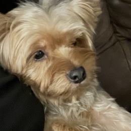 Yorkshire Terriers from Emilia Morales