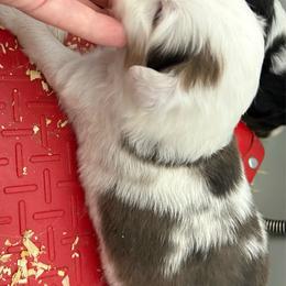 Orange - White and sable merle male Shetland Sheepdog puppy in Fontanelle, Iowa from Jensen Farms Shelties