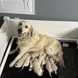 Polly - Golden Retriever