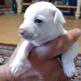 Chihuahua Puppies from Ay Chihuahua's