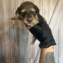 Pebbles - Cream male Dachshund puppy in Menifee, California from TeenieWeenieDoxies