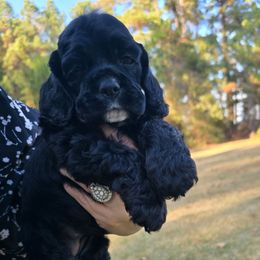 Silk - Black female Cocker Spaniel puppy in Florence, South Carolina from Reddick's American Cocker Spaniels