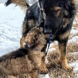 German Shepherds from Pikes Peak German Shepherds