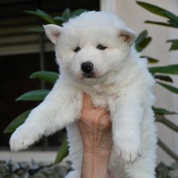Praskovya - Siberian Husky puppy from Blue Moon Huskies