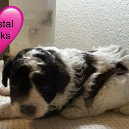 Crystal - Parti female Poodle puppy in Mineral Wells, Texas from S.H.A.R.P.’s Toy Poodles