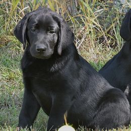 Labrador Retrievers from Belle Isle