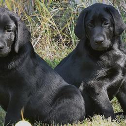 Labrador Retrievers from Belle Isle
