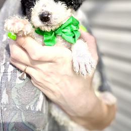 Biscuit - Parti male Goldendoodle puppy in Cross, South Carolina from DoodleDandy & Danes