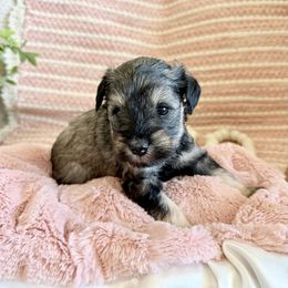 Dixie - Salt and pepper female Miniature Schnauzer puppy in Bluffdale, Utah from Mountain Point Schnauzers