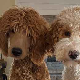 Assorted Doodle Crosses, Aussiedoodles, and Goldendoodles from Lucky Dog Puppies