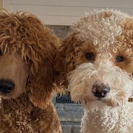 Assorted Doodle Crosses, Aussiedoodles, and Goldendoodles from Lucky Dog Puppies