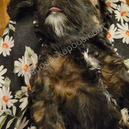 Cockapoo Puppies from Cano Cockapoos