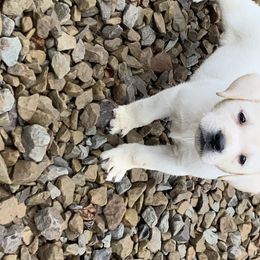 Labrador Retriever Puppies from Ruckus Family Labs