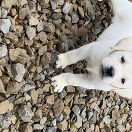 Labrador Retriever Puppies from Ruckus Family Labs