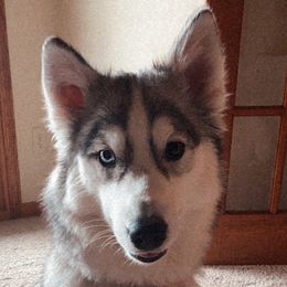 Luna - Siberian Husky
