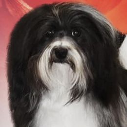 Havanese from Butterfly Havanese
