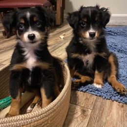 Miniature Australian Shepherd Puppies from Grace River Aussies