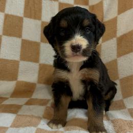 Danny - Tri-color male Bernedoodle puppy in Holden, Missouri from Mid-West Bernedoodles
