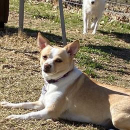 Millie - Chihuahua