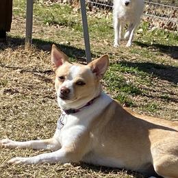 Millie - Chihuahua