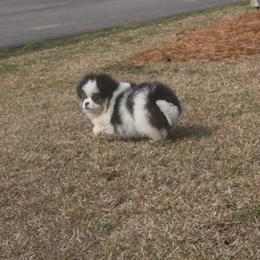 Tili - Black and tan female Companion Cross puppy in Andrews, South Carolina from Purple Diamonds Kennel