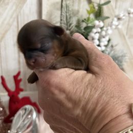 Annie - Tricolor female Shih Tzu puppy in Glens Falls, New York from Shih Tzus N Giggles
