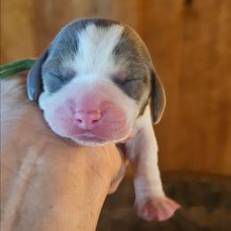 Green Collar - Blue tan and white male Beagle puppy in Knoxville, Tennessee from River Valley Hounds