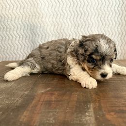 Dolly - Blue merle female Aussiedoodle puppy in Charleston, Arkansas from Lazy S Aussies