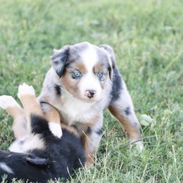 Australian Shepherd Puppies from Rustic Roots Australian Shepherds
