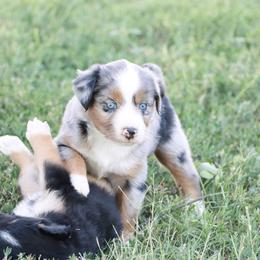 Australian Shepherd Puppies from Rustic Roots Australian Shepherds