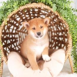 Noboru - Red male Shiba Inu puppy in Neosho, Missouri from Sunny Terrace Shibas