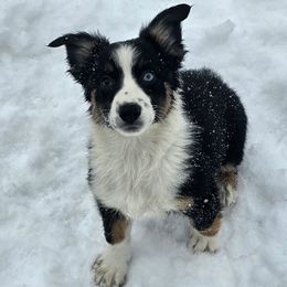 Dallas - Black tri-color female Australian Shepherd puppy in Albion, Michigan from Northern Lights Aussies (NL Aussies)