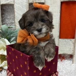 Truffle - Merle female Shihpoo puppy in West Plains, Missouri from Puppies-4U