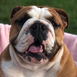 Bulldogs from Jazz Town Bulldogs