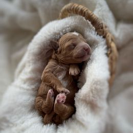 Snowy - Red  female Goldendoodle puppy in Rio Linda, California from Plush Doodles