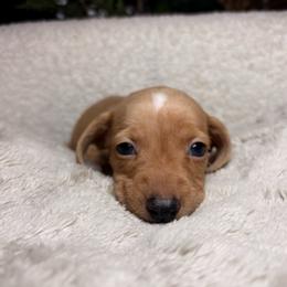 Buddy - Cream male Dachshund puppy in Washburn, Tennessee from Clinch Mountain Dachshunds